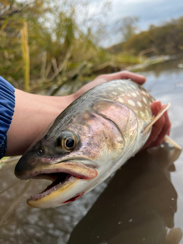 アメマスの釣果