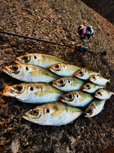 アジの釣果