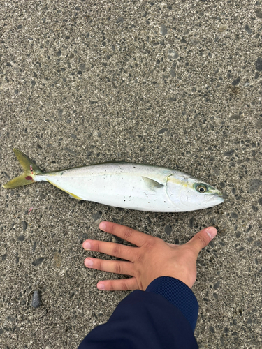 イナダの釣果