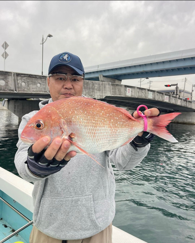 マダイの釣果