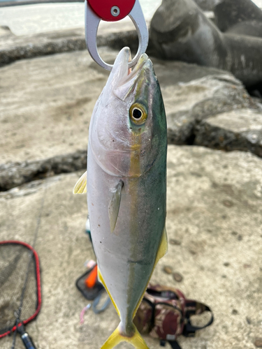 ワカシの釣果