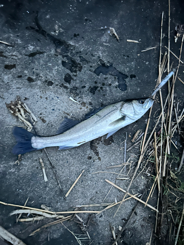 セイゴ（タイリクスズキ）の釣果