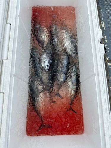 キハダマグロの釣果