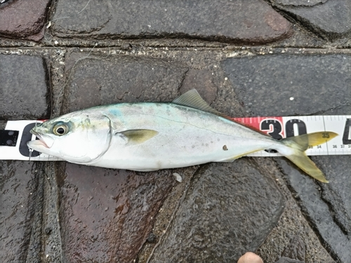 ツバスの釣果