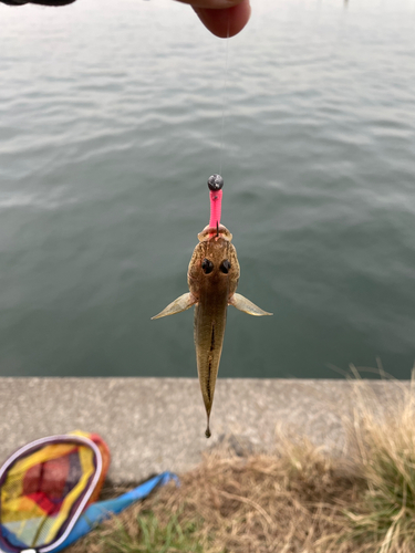 ハゼの釣果