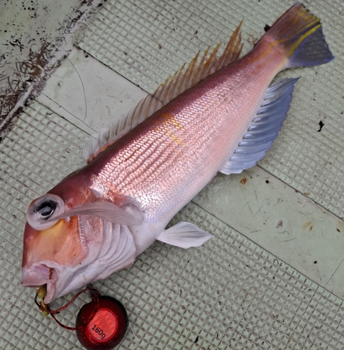 アカアマダイの釣果