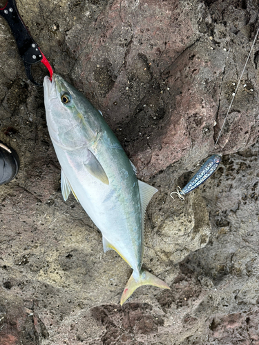 ハマチの釣果