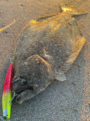 ヒラメの釣果