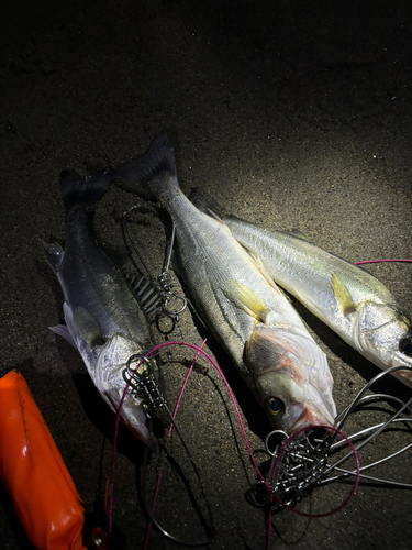 シーバスの釣果