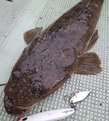 マゴチの釣果