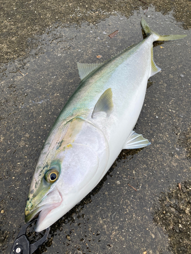 ブリの釣果