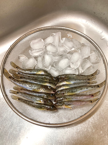 ハゼの釣果