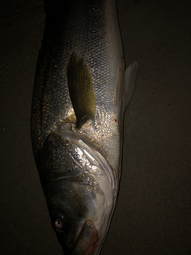 セイゴ（タイリクスズキ）の釣果