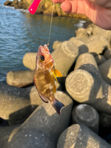 アカハタの釣果