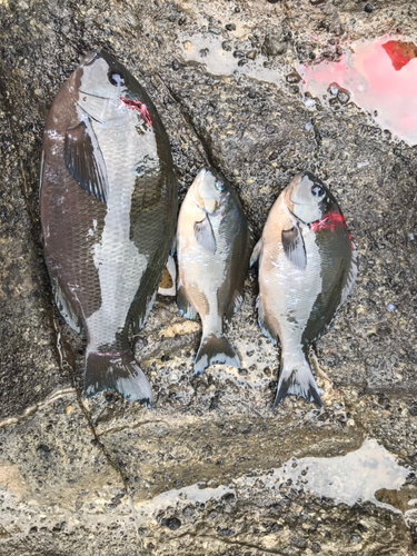 メジナの釣果