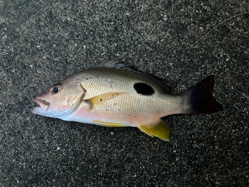 クロホシフエダイの釣果