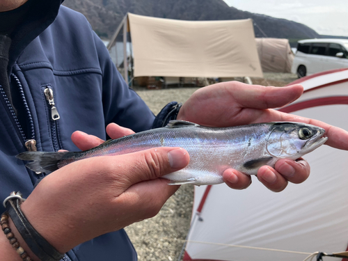 ヒメマスの釣果