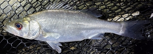 ヒラスズキの釣果