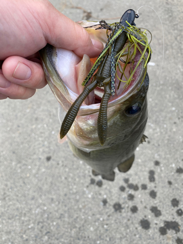 ラージマウスバスの釣果