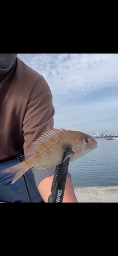 タイの釣果