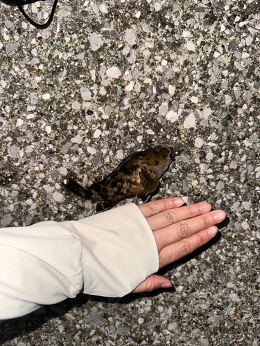 若洲海浜公園海釣り施設