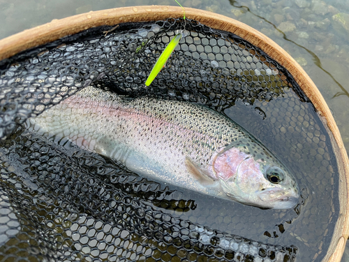 ニジマスの釣果