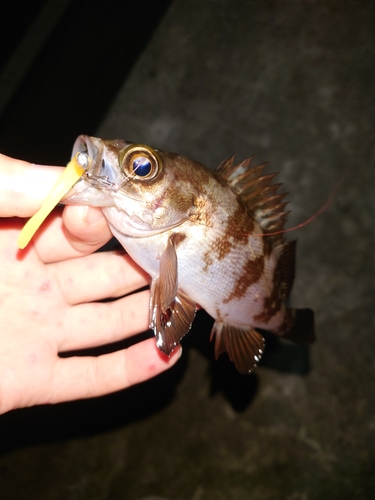 メバルの釣果