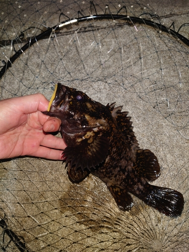 オウゴンムラソイの釣果