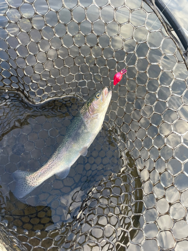 ニジマスの釣果