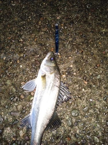 セイゴ（マルスズキ）の釣果