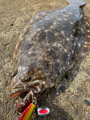 ヒラメの釣果