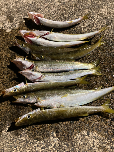 アカカマスの釣果