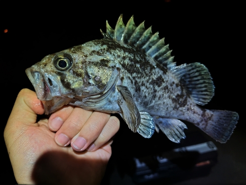 クロソイの釣果