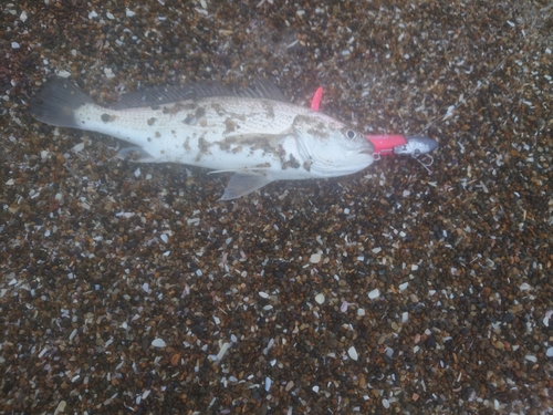 イシモチの釣果