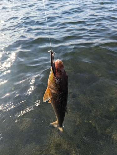 ニゴイの釣果