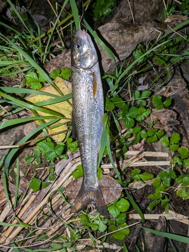 ウグイの釣果