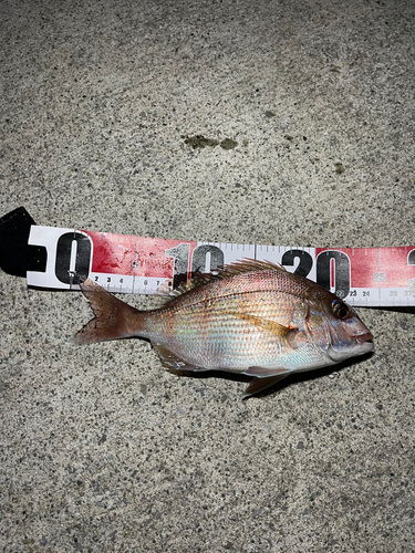 タイの釣果