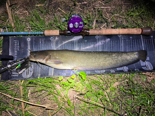 ナマズの釣果