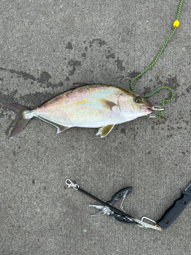 ショゴの釣果