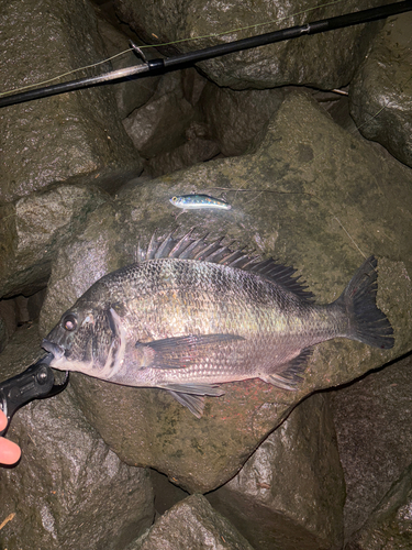 クロダイの釣果