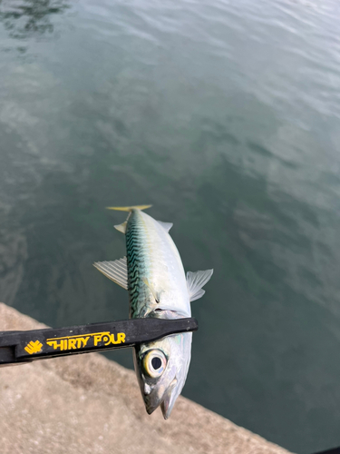 サバの釣果