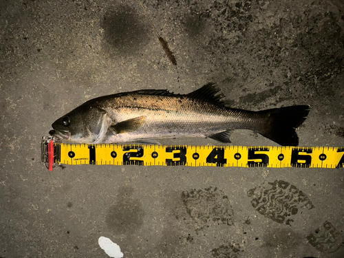 シーバスの釣果