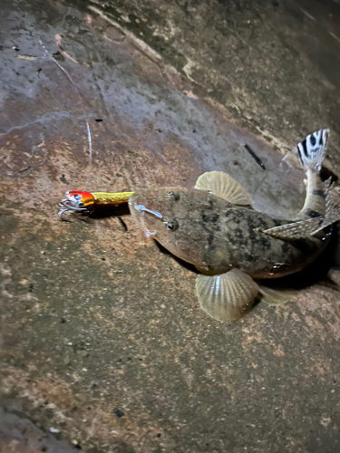 コチの釣果