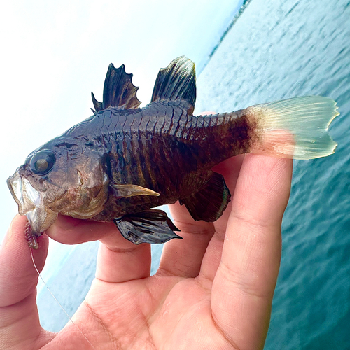 クロイシモチの釣果