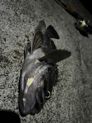 クロソイの釣果