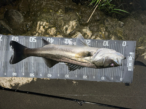 スズキの釣果