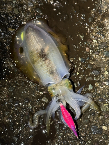 アオリイカの釣果