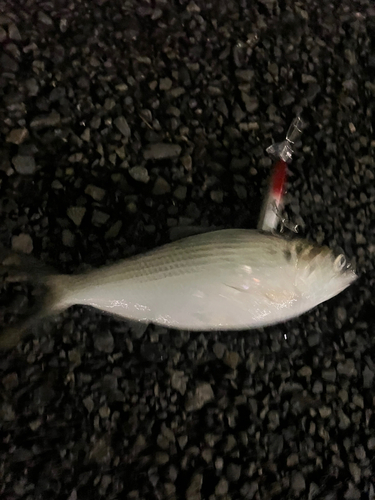 コノシロの釣果