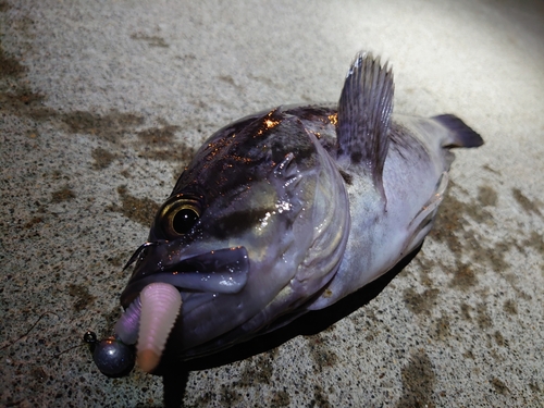 クロソイの釣果