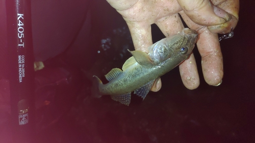 ハゼの釣果